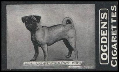 146 Mrs. Andrew's Fawn Pug